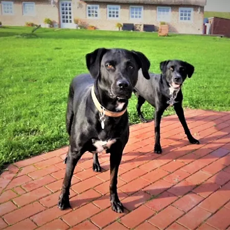 Ferienhaus Deichhaus Bullerbü *